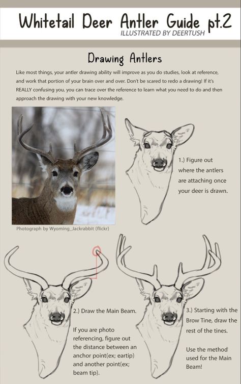 Deer Antlers Reference, How To Draw Antlers, Character With Antlers, Deer Anatomy, Antlers Drawing, Antler Illustration, Albino Deer, Deer Sketch, Animal Studies