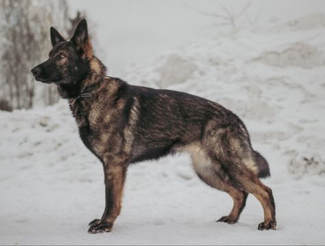 Czech German Shepherd, Wolf Poses, German Sheperd Dogs, Belgian Malinois, Mixed Breed Dogs, Dogs Of The World, Mixed Breed, Working Dogs, Service Dogs