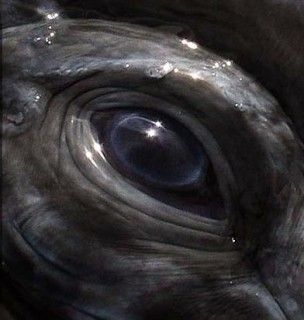 Southern Right Whale eye - ******************Киты******************* Orca Eye, Whale Eye, Southern Right Whale, Right Whale, Animals Aesthetic, Regard Animal, Great Whale, Sea Mammal, Art Pretty