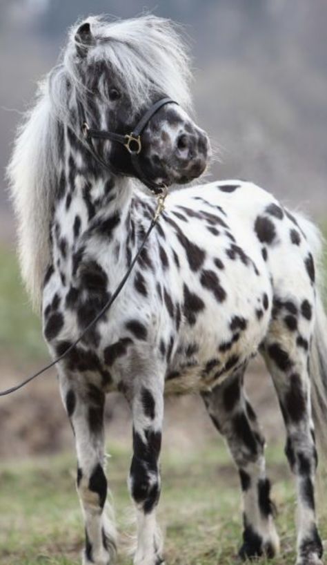 equine love Leopard Appaloosa, Miniature Ponies, Miniature Horses, Appaloosa Horse, Shetland Pony, Cute Ponies, Mini Horse, Appaloosa Horses, Miniature Horse