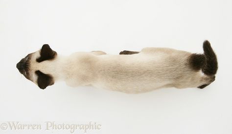 Dog Top View, Cat Top View, Cat Breeds Siamese, Feline Anatomy, Creature Inspiration, Cat Poses, Cat References, Robot Cat, Cat Skeleton