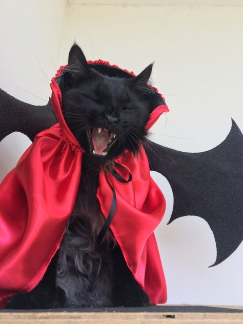 #halloween Cat Vampire, Trendy Suits, Cute Costumes, Stylish Jackets, Cozy Sweaters, Dog Clothes, Halloween Costume, Black Cat, Halloween Costumes