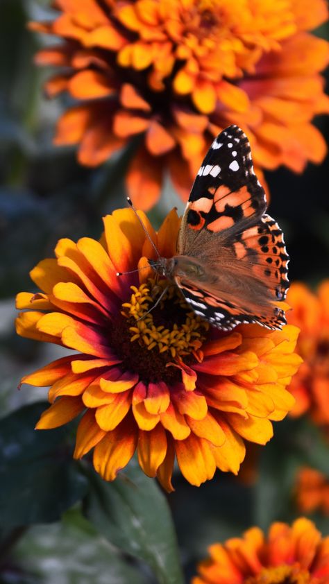 Iphone Spring Wallpaper, Butterfly On Flower, Zinnia Flowers, Butterfly Wallpaper Iphone, Stock Wallpaper, Spring Wallpaper, Desktop Pictures, Best Iphone Wallpapers, Pretty Wallpaper Iphone