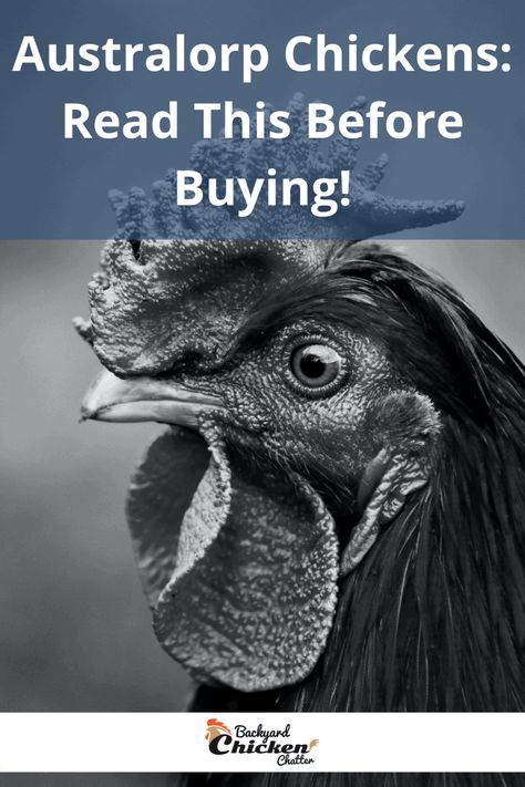 Australorp Chickens, Chicken Breeds For Eggs, Australorp Chicken, Benefits Of Chicken, Chicken Poop, Chicken Manure, Egg Laying Chickens, Chicken Farming, Backyard Chicken Farming