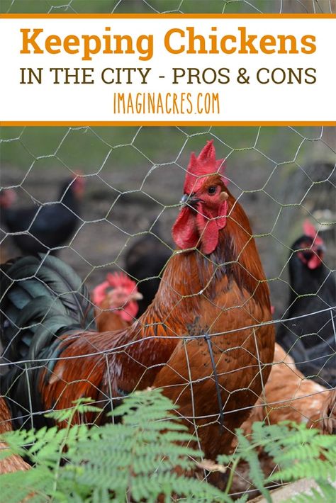 While there is a lot to love about keeping backyard chickens, there are also quite a few things to consider before owning chickens when you live in the city. Here are our pros and cons of raising chickens in the city. Chickens In The City, Owning Chickens, City Chickens, City Chicken, Baby Chicks Raising, Raising Chicken, Easy Chicken Coop, Chicken Coup, Chicken Toys