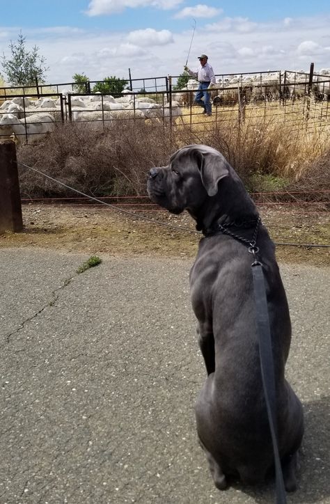 Blue De Zues Novacane Blue Cane Corso, Cana Corso, Cane Corso Italian Mastiff, Cane Corsos, Cane Corso Mastiff, Pitt Bull, Cane Corso Dog, Corso Dog, Dog Mommy