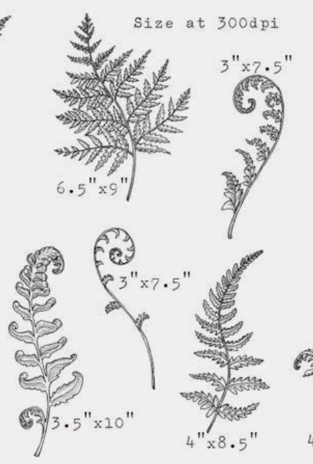 Matching Fern Tattoos, Leaf Tattoo Filler Ideas, Fiddle Head Fern Drawing, Foliage Filler Tattoo, Fineline Fern Tattoo, Fern Line Tattoo, Unfurling Fern Tattoo, Curly Fern Tattoo, Resurrection Fern Tattoo