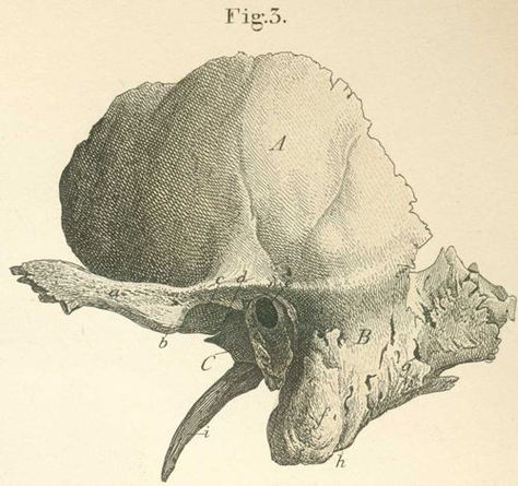 The left temporal bone seen from the outside. Temporal Bone, Anatomy Reference, Human Anatomy, Anatomy, Moose Art, The Outsiders, Human, Animals, Art