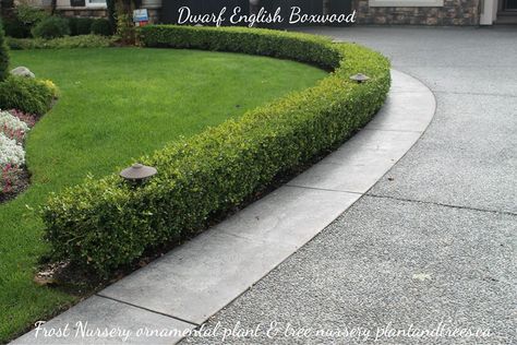 BOXWOOD SHRUBS | What's Growing On Boxwood Driveway Border, Hedges Landscaping, Driveway Border, English Boxwood, Driveway Edging, Boxwood Landscaping, Border Garden, Box Wood Shrub, Boxwood Plant