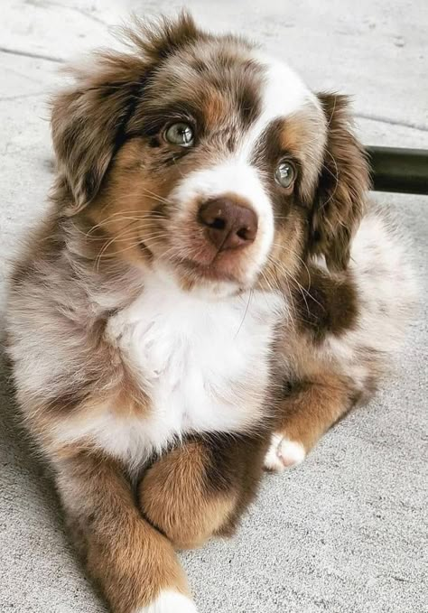 Aussie Puppies, Australian Shepherd Puppies, Australian Shepherd Dogs, Very Cute Dogs, Cute Animals Puppies, Really Cute Dogs, Australian Shepherds, Dream Dog, Cute Animals Images