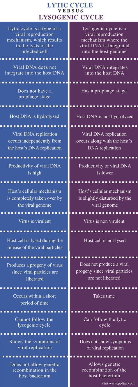 Difference Between Lytic Cycle and Lysogenic Cycle | Definition, Mechanism, Role, Similarities Lysogenic Cycle, Lytic Cycle, Intestines Anatomy, Digestive System Anatomy, Microbiology Study, Human Circulatory System, Neet Notes, Plasma Membrane, Small Intestine