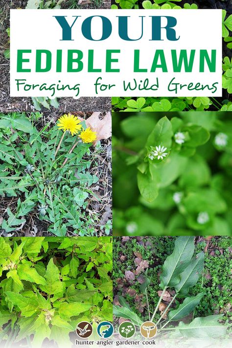 Edible Weeds In Your Yard, Foraging For Beginners Edible Plants, Lawn Weeds, Edible Grass, Medicinal Wild Plants, Medicinal Weeds, Wild Lettuce, Edible Weeds, Wild Onions