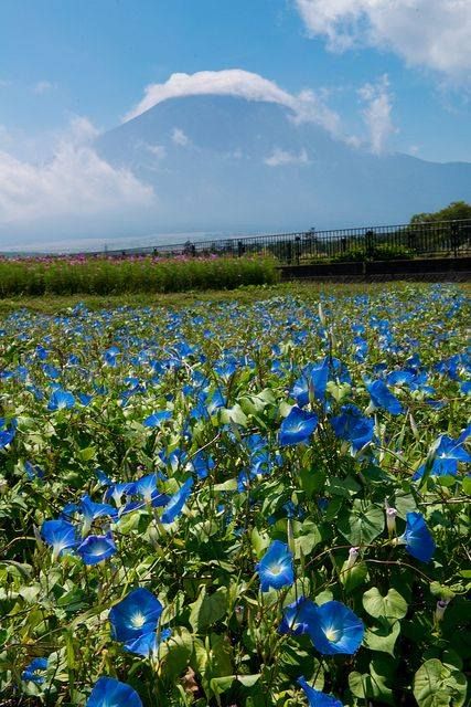 Heavenly Blue(Morning glory), Flower Park in Lake Yamanaka, Yamanashi, Japan by shinichiro Lake Yamanaka, Virgo Flower, Vining Flowers, Yamanashi Japan, Flowers Morning, Flower Park, Blue Morning Glory, Morning Glory Flowers, Blue Morning