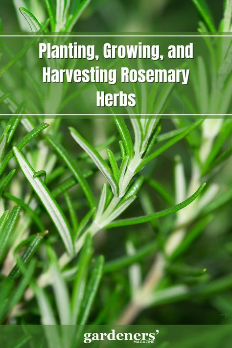 Planting, Growing, and Harvesting Rosemary Herbs Uses For Rosemary Plant, Is Rosemary A Perennial, Harvesting And Preserving Rosemary, Harvest Rosemary, Rosemary Officinalis, Rosemary Herb, Rosemary Plant, Perennial Herbs, Garden Guide