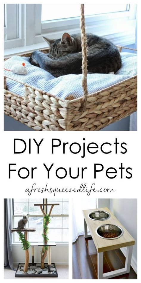 Add a fun touch to your home decor with a DIY project for your dog or cat.  These tutorials are easy and they are a great way to love your pet! Pet Diy Projects, Katt Diy, Cat Room Ideas, Cat Room Decor, Katt Grejer, Chat Diy, Cat Projects, Pet Diy, Diy Cat Tree