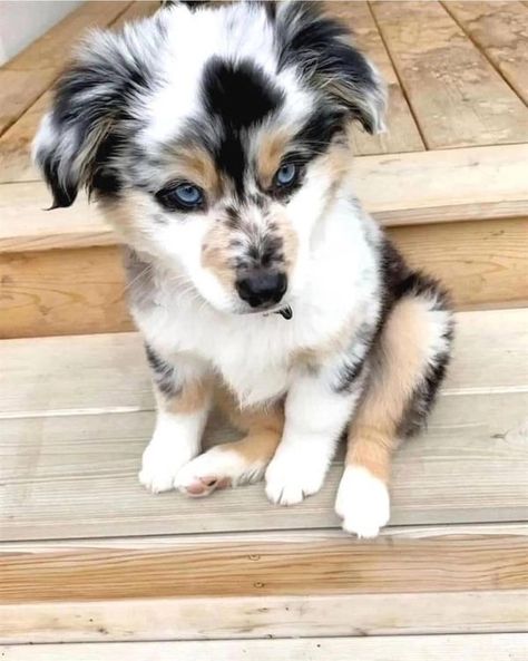 Mini Aussie Shepherd Lovers For Adoption | This young lady here is looking for a new home 🏡 ❤️ Anyone close to Houston | Facebook Baby Australian Shepherd, Puppy Aussie, Mini Aussie Shepherd, Mini Australian Shepherd, Blue Merle Aussie, Pretty Puppies, Mini Australian Shepherds, Miniature Australian Shepherd, Aussie Shepherd