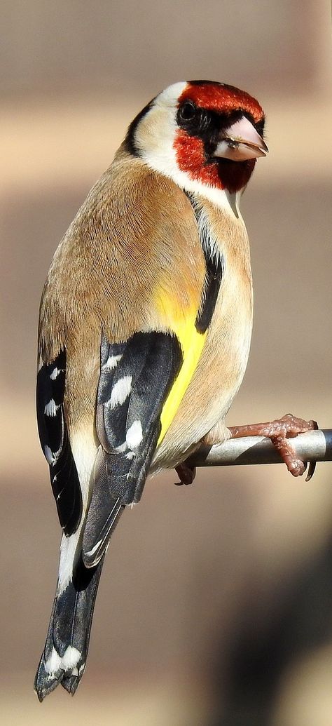 A beautiful goldfinch. Birds Beautiful, Kinds Of Birds, Colorful Bird, Nature Birds, Goldfinch, Backyard Birds, Bird Pictures, Exotic Birds, Bird Drawings