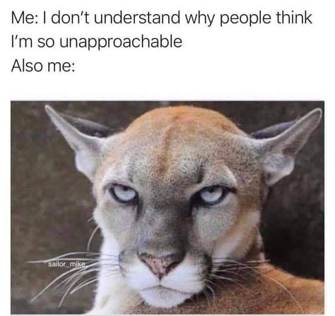 Me: I don't understand why people think I'm so unapproachable. Also me: Angry Cat Glare Animal Humor Dog, Crush Memes, Mv Agusta, Funny Animal Jokes, Disney Memes, Funny Animal Memes, Animal Jokes, Animal Quotes, Funny Animal Pictures