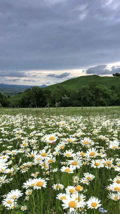 Daisy Wallpaper, Daisy Field, Dreamcore Weirdcore, Liminal Spaces, Profile Pictures Instagram, Nothing But Flowers, Pretty Landscapes, Dont Touch My Phone Wallpapers, Landscape Scenery