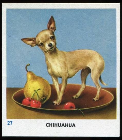 Vintage chihuahua card Chihuahua Illustration, Vintage Chihuahua, Chihuahua Art, Dog Leg, Chihuahua Lover, Chihuahua Love, Kittens And Puppies, Illustration Vintage, Dog Houses