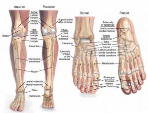 Leg Anatomy, Remedial Massage, Foot Anatomy, Anatomy Bones, Leg Bones, Human Leg, Human Body Anatomy, Muscle Anatomy, Medical Coding