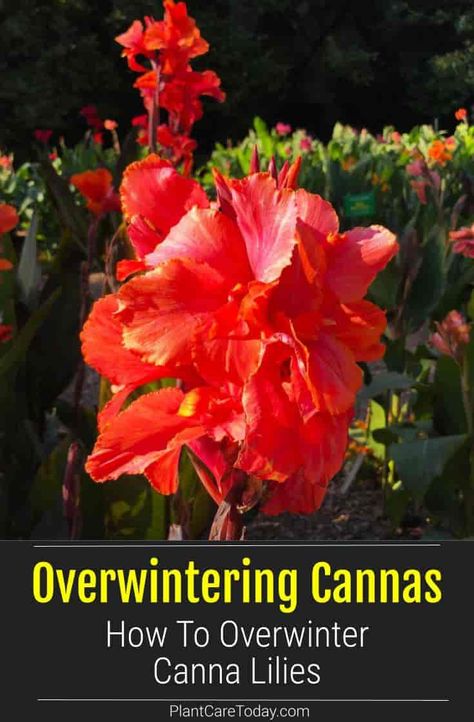 How To Overwinter Cannas, Overwinter Canna Lilies, Canna Lily Care, Canna Lily Garden, Overwintering Plants, Arborvitae Landscaping, Canna Lillies, Cana Lily, Canna Bulbs