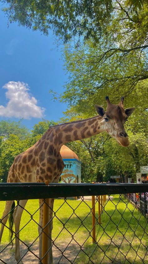 Zoo Aesthetic Wallpaper, Statue Of Liberty Facts, Vet School Motivation, Zoo Pictures, Safari Photography, Giraffe Pictures, Vet School, Giraffe Art, Pet Vet