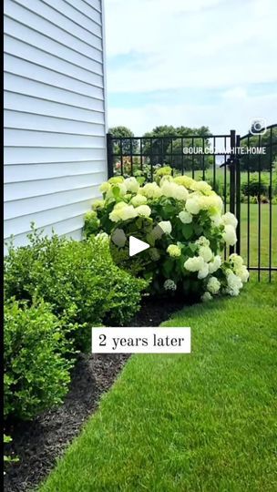 White Hydrangea Landscaping Front Yard, Hydrangea And Sea Grass Landscaping, Anabelle Hydrangea, White Hydrangea Garden, Bloomstruck Endless Summer Hydrangea, Endless Summer Hydrangea Care, White Endless Summer Hydrangea, Hydrangea Paniculata Limelight, Front Yard Walkway