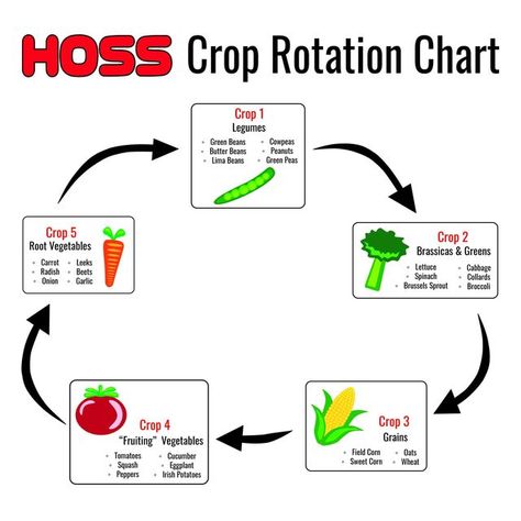 Crop Rotation Charts Vegetable Garden, Crop Rotation Charts, Field Corn, Lesson Activities, Irish Potatoes, Gardening Vegetables, Crop Production, Vegetable Garden Diy, Crop Rotation