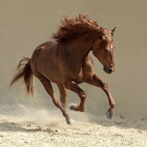 Beautiful-Horse-Running-Horses Photography Cai Arabi, Horse Running, Nature Tour, Most Beautiful Animals, Majestic Horse, Running Horses, Brown Horse, I Love Horses, All The Pretty Horses