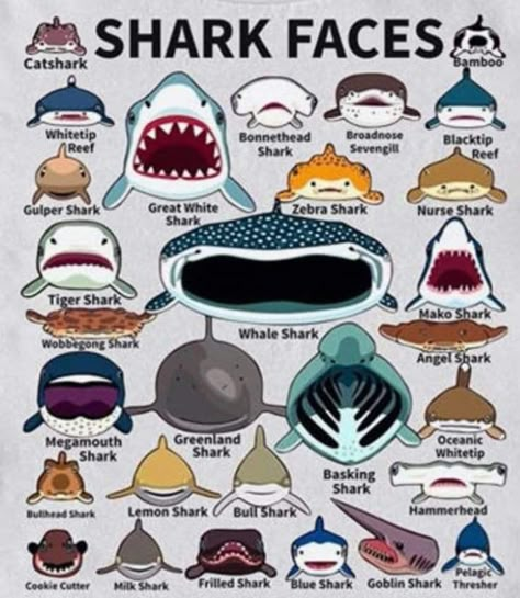 Frilled Shark, Zebra Shark, Types Of Sharks, Studera Motivation, Shark Facts, Shark Pictures, Shark Drawing, Bull Shark, Shark Art