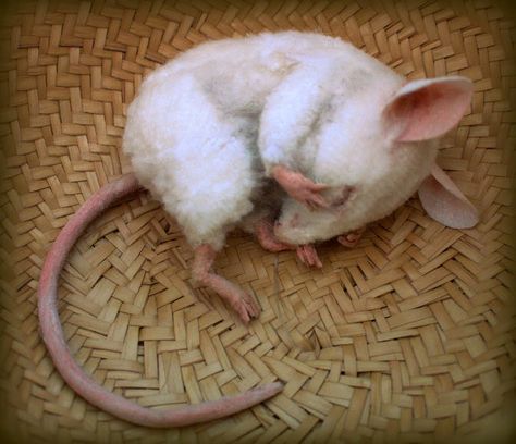 Teenage Lifestyle, Textile Animals, Mouse Sleeping, Sleeping Mouse, Felted Mice, Mouse Photos, Cute Rats, Felt Mouse, Gothic Dolls