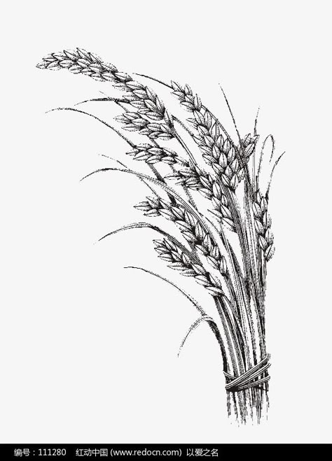 Rice Field Tattoo, Rice Plant Drawing, Rice Tattoo, Rice Drawing, Virgo Sign Tattoo, Rice Png, Wheat Drawing, Wheat Tattoo, Tree Branch Wall Art