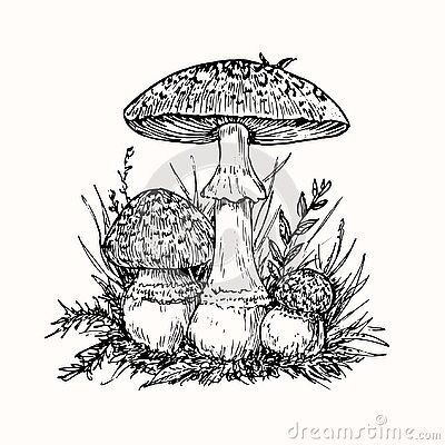 Drawings Simple Sketch, Cool Ideas To Draw, Nature Drawings Simple, Nature Drawings Simple Sketch, Sketch Mushroom, Nature Drawings, Simple Sketch, Fly Agaric, Mushroom Drawing