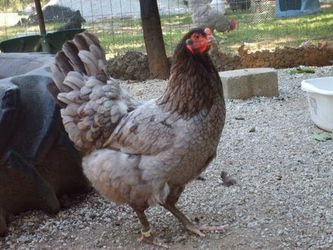 Olive Egger Chicken Hens, Blue Ameraucana, Olive Eggers, Olive Egger Chicken, Chicken Backyard, Australorp Chicken, Aesthetic Chicken, Maple Farm, Backyard Beehive