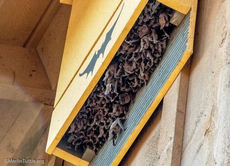 Bat Box Plans, Bat House Diy, Bat Conservation, Bat House Plans, Bat Box, Houses In America, Bat House, Birds And The Bees, Backyard Birds