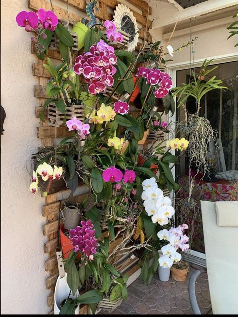 Orchid Wall, Orchid Plants, Plant Wall, Plant Stand, Orchids, Landscaping, Yard, Plants, Wall