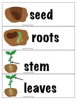 PLANT LIFE CYCLE Mini Reader, Vocabulary Cards, & Foldable | TPT Plant Life Cycles, Make A Mini Book, Life Cycles Kindergarten, Plants Kindergarten, Plants Worksheets, Planting For Kids, Plants Unit, Lesson Plans For Toddlers, Science Vocabulary