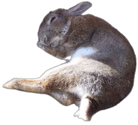 sleeping rabbit Rabbit Photography, Sleep, Collage, Photography, Pins