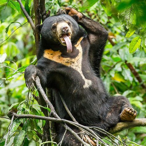 Nat Geo WILD on Instagram: “Photo by @sandesh_kadur//. Time to wear off that post Christmas feeling & bring in the New Year! A Sun Bear at a rescue center in Malaysia…” Malayan Sun Bear, Sun Bear, Honey Bear, Nat Geo, Christmas Feeling, Types Of Animals, Beauty Nature, Yellowstone National Park, Black Bear