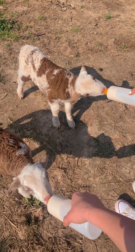 i love feeding baby Feeding Animals, Cow Milk Aesthetic, Show Cow Aesthetic, Two Cows Aesthetic, Family Milk Cow, Cow Feed, Feeding Cows Aesthetic, Barn Animals, Baby Lamb