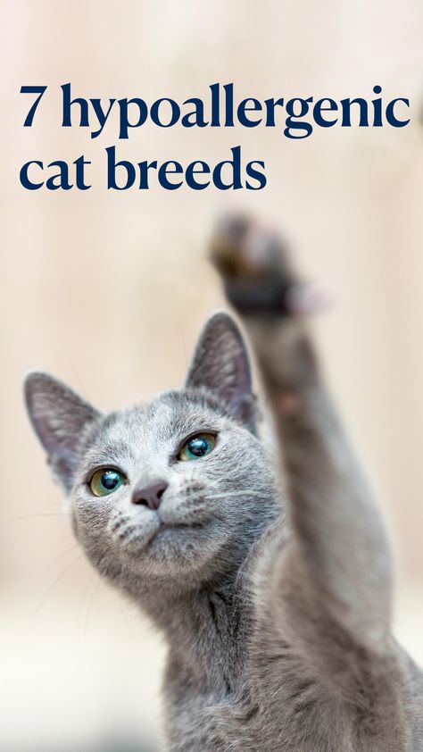 More than 46 million homes in the U.S. have a cat. But if you’re allergic, opening your house to a feline friend can be … complicated. That said, there are some “hypoallergenic” cats that can be a good fit for your allergies.  #cat #cats #catbreeds #hypoallergenic Hyperallergic Cats, Cats Hypoallergenic, Hypoallergenic Cat Breeds, Cat Hypoallergenic, Cats That Dont Shed, Cat Breeds Hypoallergenic, Fluffy Cat Breeds, Hypoallergenic Cats, Allergic To Cats