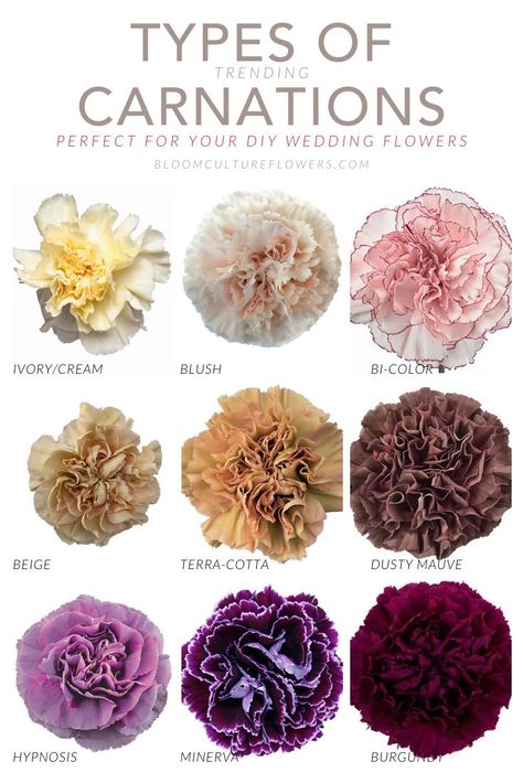 Wedding Carnations, Vitamin Health, January Flower, Types Of Eucalyptus, Expensive Flowers, Carnation Flowers, Flower Chart, Flower Types, Different Types Of Flowers