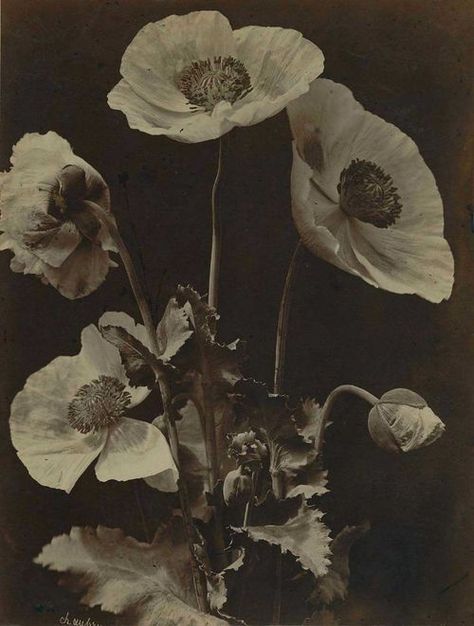 Charles Hippolyte Aubry- Poppies, 1864 Mises En Page Design Graphique, Flowers In A Vase, Trik Fotografi, New Wall, White Photography, Wall Collage, Dark Aesthetic, Pretty Pictures, Aesthetic Art