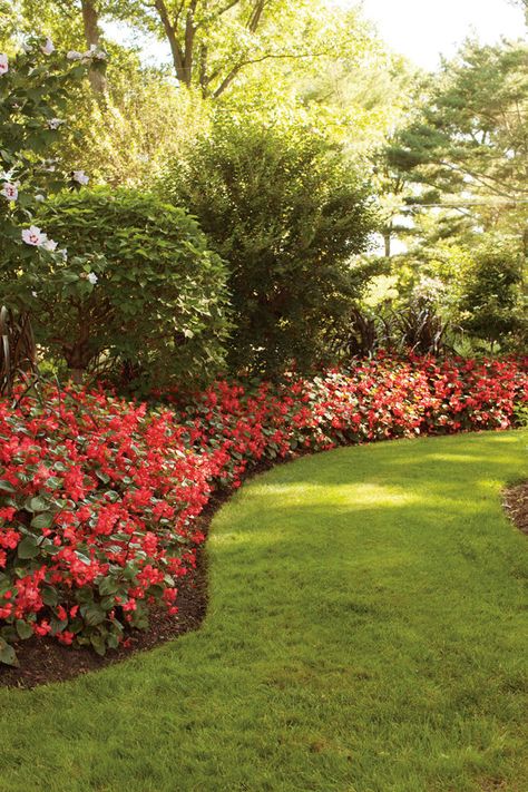 Surefire®+Red+-+Begonia+benariensis Red Begonia, Landscape Hill, Nature Display, Shade Gardening, Side Yard Landscaping, Front Garden Landscape, English Gardens, Red Garden, Rock Gardens