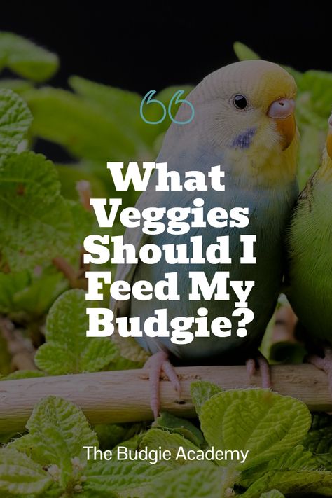 Some greens are better suited for a budgie’s diet than others! These suggestions should help make navigating the produce aisle a breeze. Budgie Food Recipes, Budgie Diet, English Budgies Parakeets, Budgie Food List, Budgie Food, Parakeet Food, Parakeet Colors Budgies, Green Budgie, Pea Plant