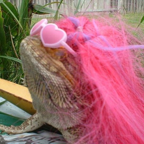 You Look Marvelous!  "Thanks! I got them at Forever 102." Bearded Dragon Funny, Cat In Heat, Hot Pink Hair, Im Fabulous, Pet Dragon, Rock N’roll, Bearded Dragon, Weird And Wonderful, Aesthetic Photo