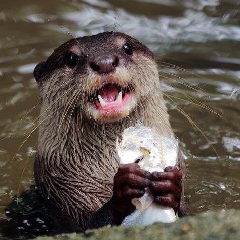 Significant Otter, Cute Otter, Otters Cute, Otter Love, Baby Otters, River Otter, Tropical Animals, Cute Kawaii Animals, Lovely Creatures