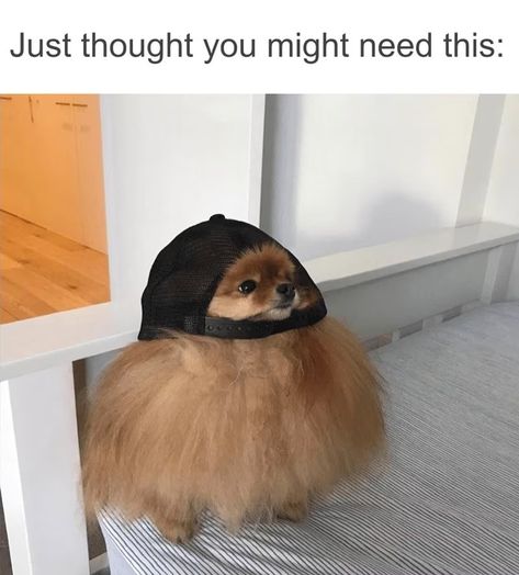 Pomeranian Memes, Funny Dog Memes, Funny Animal Quotes, Memes Hilarious, Funny Animal Jokes, Funny Animal Memes, Animal Jokes, Funny Animal Pictures, Dog Memes