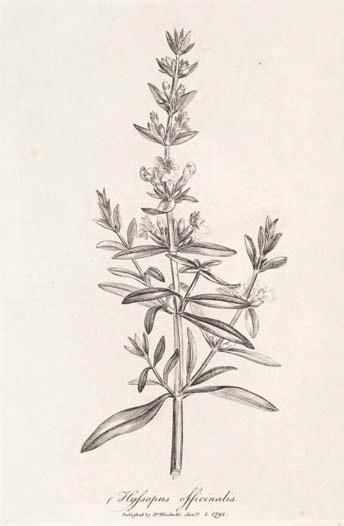 Hyssop sketch Hyssop Plant Drawing, Hyssop Plant Tattoo, Hyssop Branch Tattoo, Hyssop Drawing, Hyssop Tattoo, Biblical Flowers, Biblical Plants, Hyssop Plant, Remedies For Chest Congestion